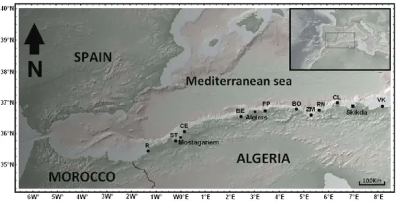 Figure 1. Map showing sampling stations of the species of limpet studied along the Algerian coast