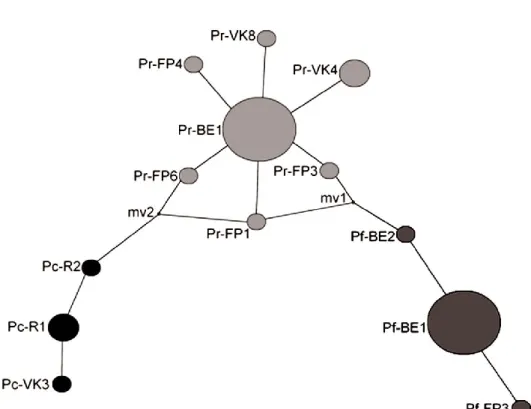 Figure 5. Haplotype networks representing the minimal relationships between the different haplotypes  of the 3 species of limpets present in our study