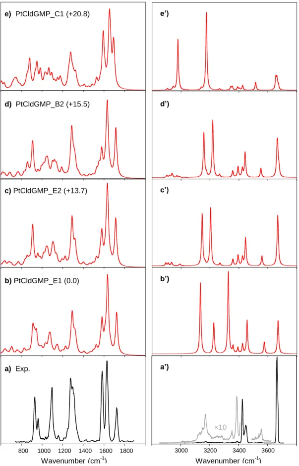 Figure  5.  Experimental  IRMPD  spectrum  of  the  cis-[PtCl(NH 3 ) 2 (5’-dGMP)] +  complex  (bottom)  in  both  fingerprint  (a)  and  X-H  (X  =  C,N,O)  stretch  (a’)  region  compared  to  IR 