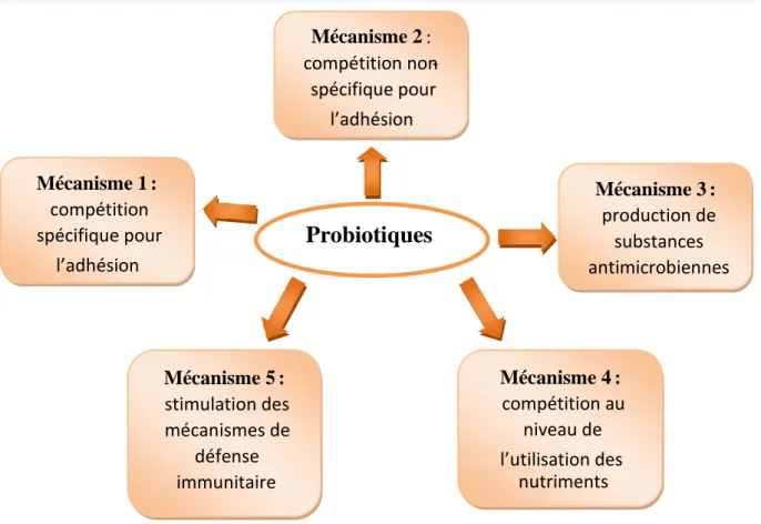 Figure 01: Mécanismes d’action proposés des micro-organismes probiotiques dans le  traitement des infections entériques (Chemlal, 2012)