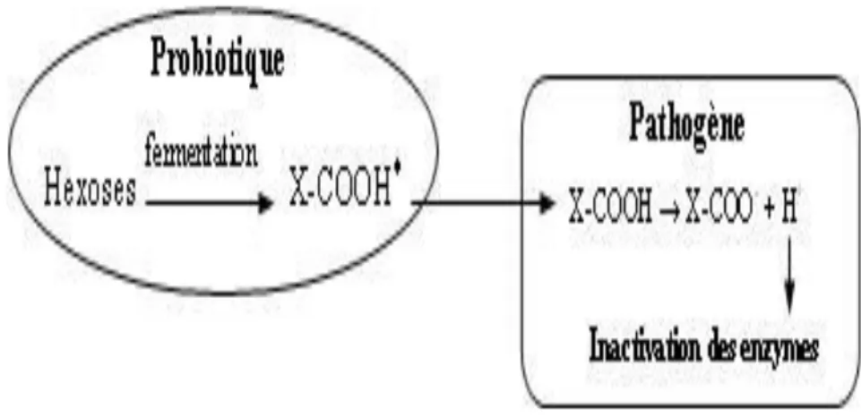 Figure 03: Mode d’action des acides organiques produits par les probiotiques contre les  pathogènes bactériens (Servin et Coconnier, 2003)*X-COOH = CH3-CHOH-COOH dans le 