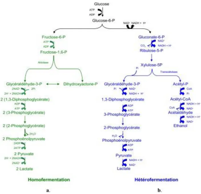 Figure 01 : Représentation schématique des principales voies de fermentation des hexoses  chez les bactéries lactiques (in Makhloufi, 2011) 