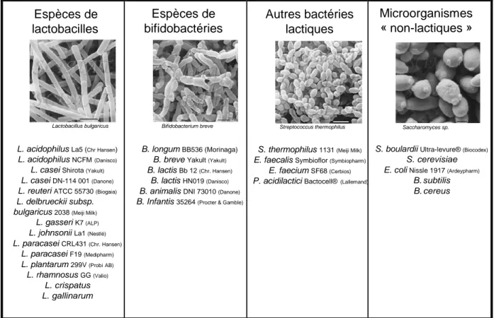 Figure 04 : Principales espèces utilisées comme probiotiques et exemples des  souches commercialisées