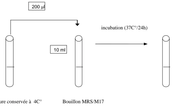 Figure 05 : Représentation schématique de la réactivation des souches lactiques. 