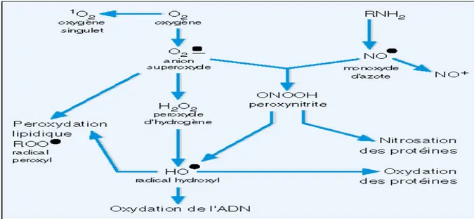 Figure 5 : Nature et relation entre les radicaux libres et les espèces réactives de l’azote et  de l’oxygène (Favier, 1997)
