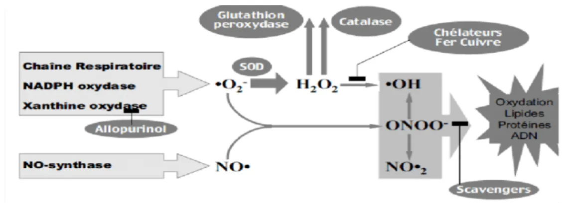 Figure 7 : Action des anti-oxydants au cours du métabolisme des dérivés réactifs de  l’oxygène