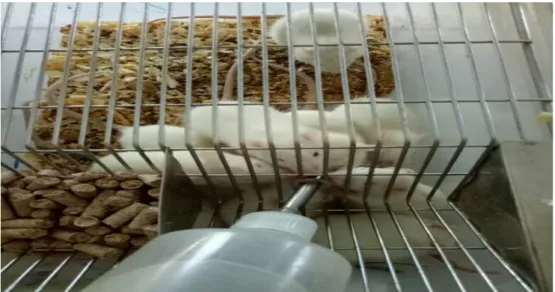 Figure 10 Des rats Wistar dans leurs cages  