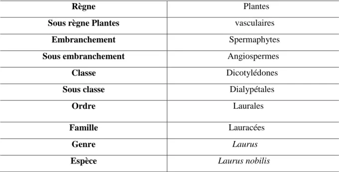 Tableau 1 : Classification botanique de Laurus nobilis. 