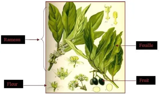 Figure 1: Aspect morphologique de Laurus nobilis  Beloued (2005).