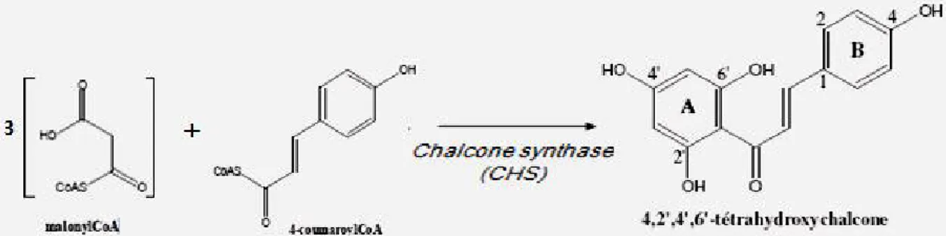 Figure 3 : L’étape clé de la formation des flavonoïdes (Bruneton, 1999). 