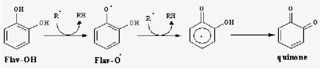 Figure 5 : Piégeage des ROS (R � ) par les flavonoïdes. 