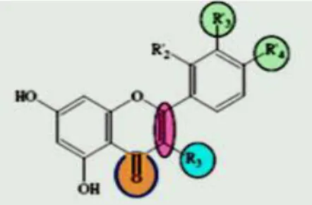 Figure 9: Eléments essentiels pour l'activité anti-oxydante   des flavonoïdes (Rice-Evans et al., 1996)