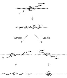 Figure 1.4. A polymer in a shear flow stretches in the direction of the shear or tumbles via a coiled configuration