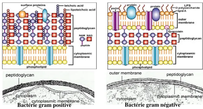Figure 3. Détails structurels d'une deux cellules procaryote typique. Composition de la paroi  cellulaire des bactéries Gram négatives et positives(19)