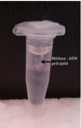 Figure 11. La méduse d’ADN 