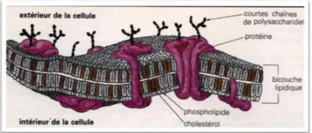 Figure 1: La structure de la membrane cellulaire (Robert et al., 1994). 