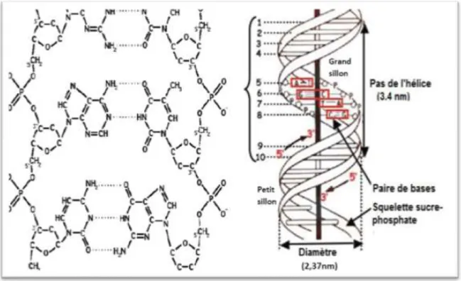 Figure 2 : la structure de l’ADN (Aouf, 2015). 