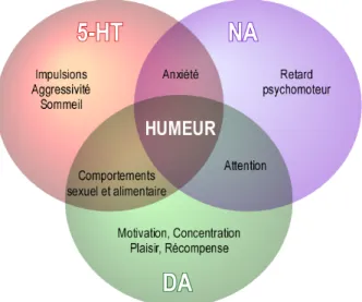 Figure 3 : Régulation de l’humeur : importance des monoamines (Guiard, 2011) 