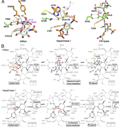 Fig. 3. Proposed catalytic mechanism of Glce and comparison with lyases. (A) Structural comparison of the catalytic sites of hGlce (Left), heparinase I  (Cen-ter; PDB ID code 3ILR) and chondroitin AC lyase (Right; PDB ID code 1RWG) viewed in similar  orien