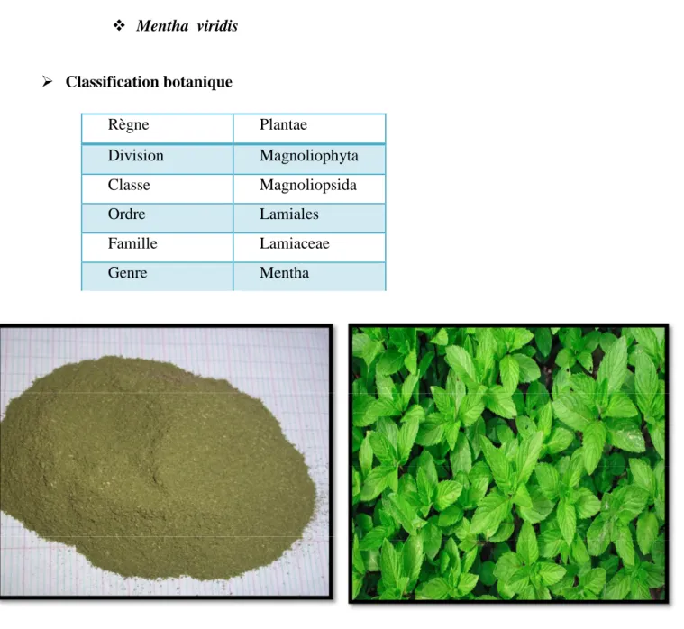 Fig 01: Mentha viridis en poudre Fig 02: Mentha viridis