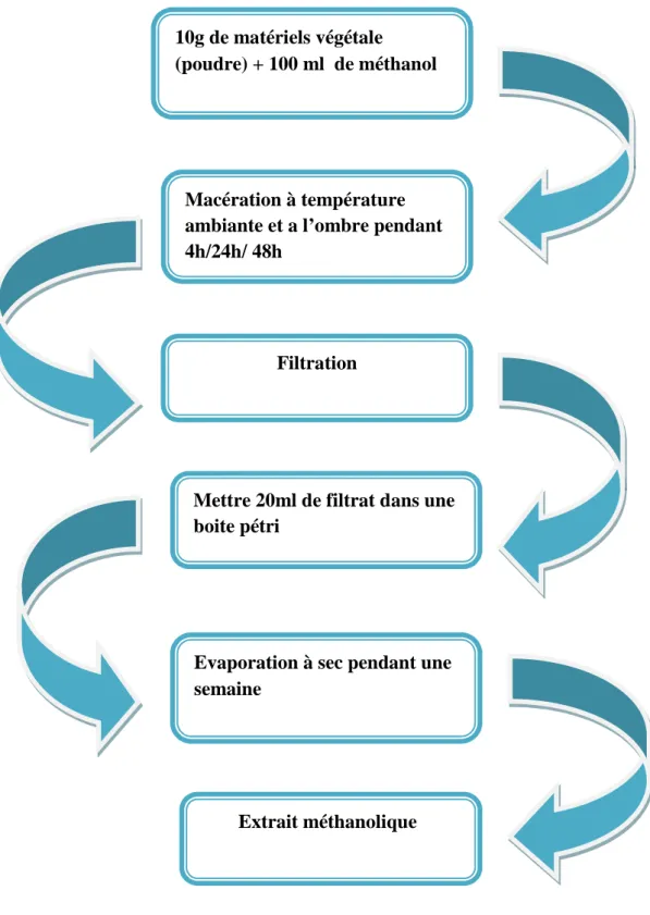 Figure 07 : protocole de préparation d’extrait méthanolique par macération.