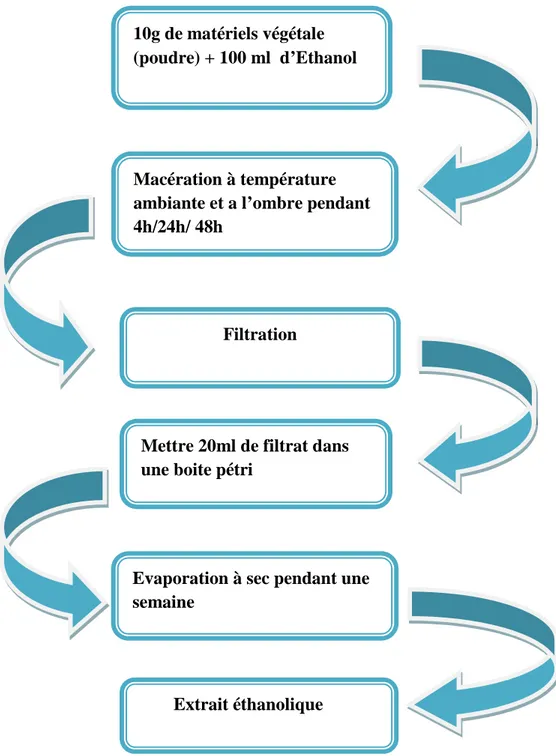 Fig 08 : protocole de préparation d’extrait éthanolique par macération.