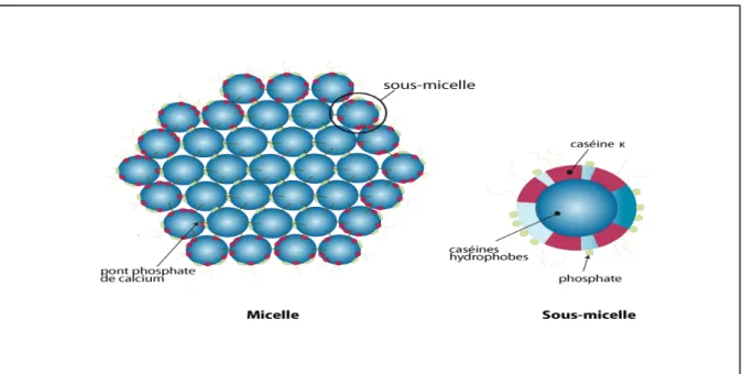 Figure 1 : Modèle schématique supposé d’une section de micelle de caséines  Tableau 7 : Composition moyenne d’une micelle de caséine