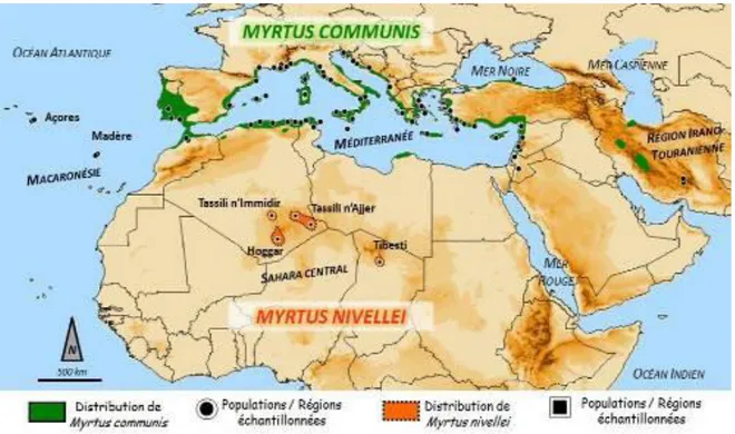 Figure 2 : Distribution du genre Myrtus (Migliore, 2011) 