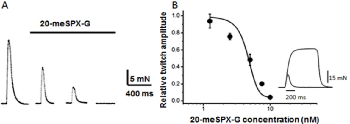 Figure 2. (A) Nerve‐evoked isometric twitch responses on isolated mouse extensor digitorum longus  (EDL) before and after the action of 10 nM 20‐meSPX‐G; and (B) concentration‐response curve for the  action  of  20‐meSPX‐G  on  nerve‐evoked  isometric  twi