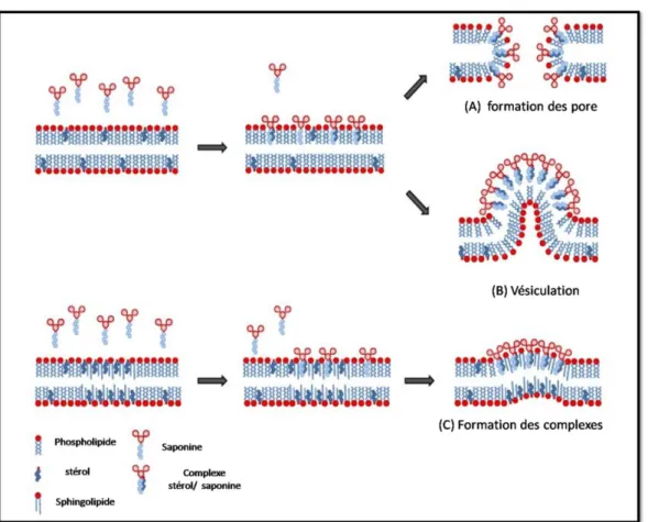 Figure 25: Modèle schématique des mécanismes moléculaires des activités des  saponines sur les  membranes