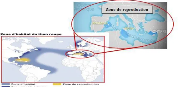 Figure 03 : Zone d'habitat et de reproduction du thon rouge dans le monde et en Méditerranée  (Magnard, 2007) 