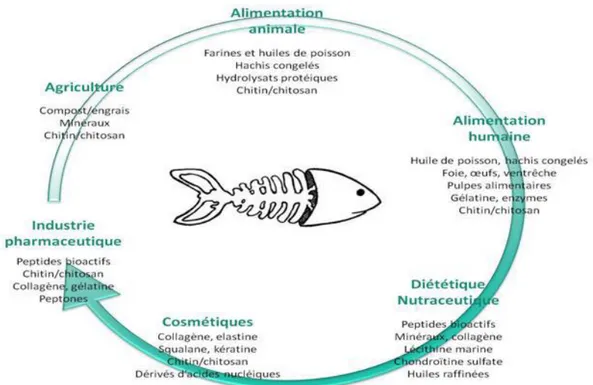 Figure 05 : Voies de valorisation des co-produits de la mer (Ifremer, 2012). 