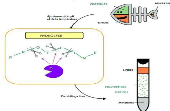 Figure 07 : Schéma de Principe de fabrication des hydrolysats protéiques. (Ifremer, 2012) 