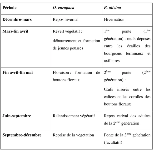 Tableau n°04 : Relation plante-insecte (Arambourg et Chermiti, 1986) 