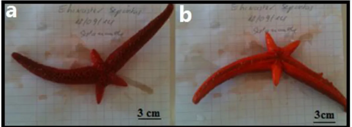 Figure 51 : Photos montrant le phénomène de régénération des bras chez l’astéride E. sepositus,  (a), face dorsale (b), face Ventrale  (Photos : Benzait H.)
