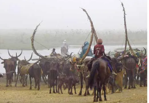 Figure 3. Troupeaux peuls (mbororo) en transhumance au lac Tchad entre le Tchad et le  Nigeria, Cameroun, 2012