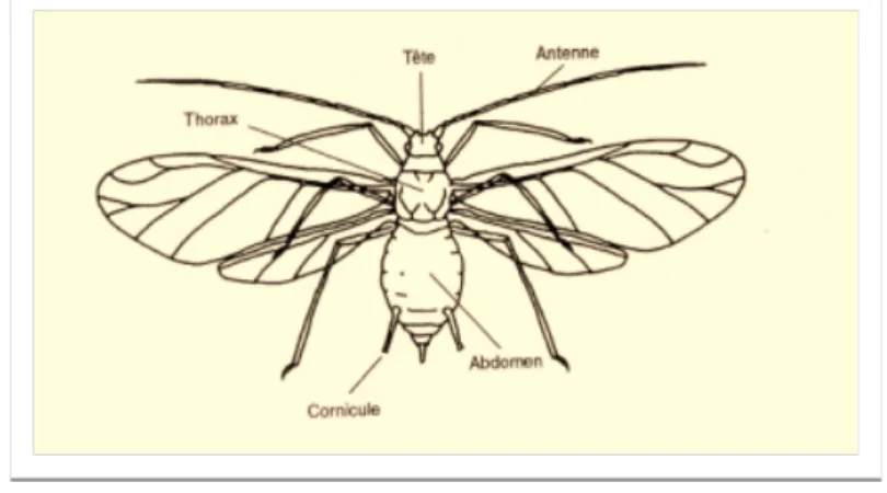 Fig. 10- Morphologie d’un puceron ailé (Sekkat, 2007)  5-  Biologie 