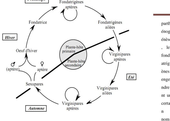 Fig. 11-Représentation schématique du cycle de vie des pucerons en régions tempérées  (Klass, 2009).