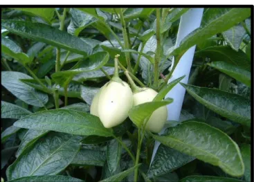 Figure 05 : le fruit de pré-maturation de la poire melon (site web). 