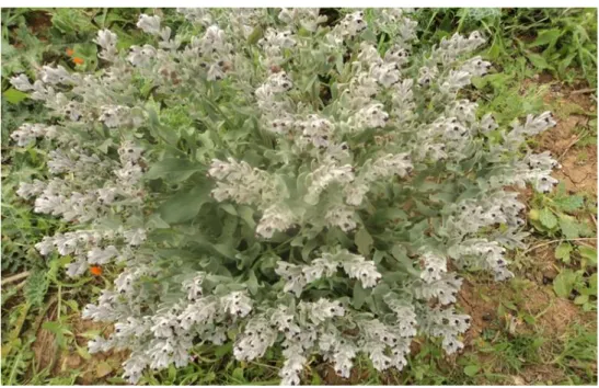 Figure 3 : Photo de Solenanthus lanatus prise par Dr. Houari Benamar. 