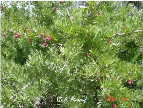 Figure 4: Photo de Rhus pentaphylla prise par Prof. Abderrazak Marouf. 