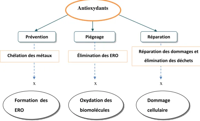 Figure 9: Classification des antioxydants selon leur mécanisme d'action (Niki, 2010). 