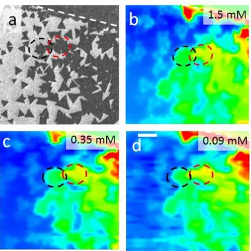 Figure  5.  SEM  and  SECM  images  of  CVD-grown  MoS 2   monolayer  with  different  concentration  of  DmFC