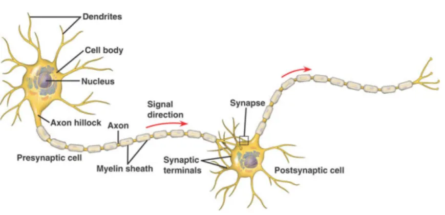 Figure 2.1: Elecotrochemical communication between two neurons. The left (presy- (presy-naptic) neuron generates an electric action potential (AP) that travels along its axon