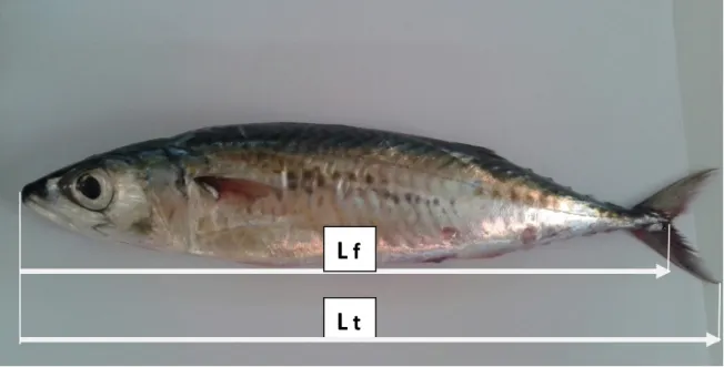 Figure 13 : Mensurations effectuées sur Scomber japonicus (Houttuyn, 1780). 