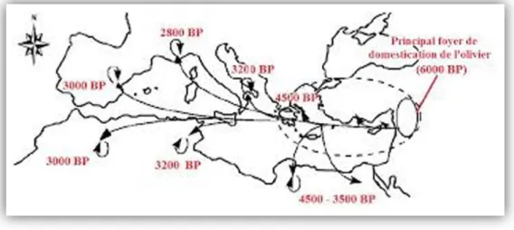 Figure n°01 : Dissémination de l’olivier cultivé de l’Est à l’Ouest  de la méditerranée (B ESNARD , 2009) (BP : Befor-Present)