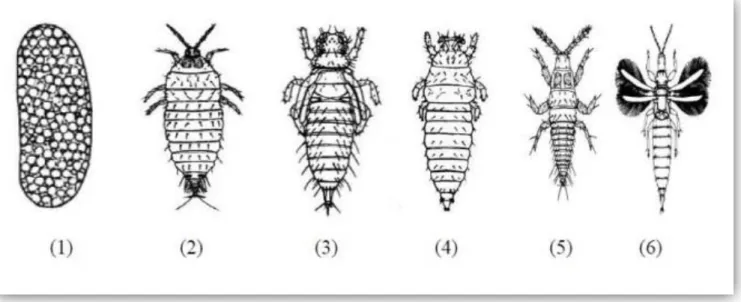 Figure n°17 : Le cycle de développement du Thrips de l’olivier : (1) : œuf ; (2) : larve I ; (3): larve II ; (4) :Pronymphe ; (5) : nymphe (avec fourreaux alaires développés) ; (6) : imago