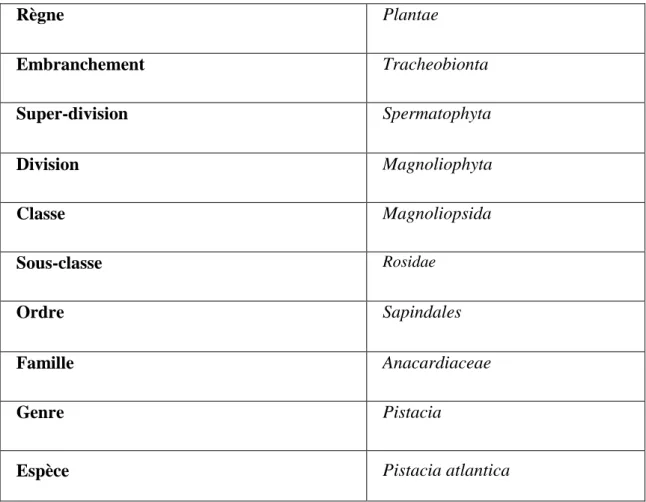 Tableau 01 : Classification botanique de Pistacia atlantica Desf. (Yaaqobi, 2009). 