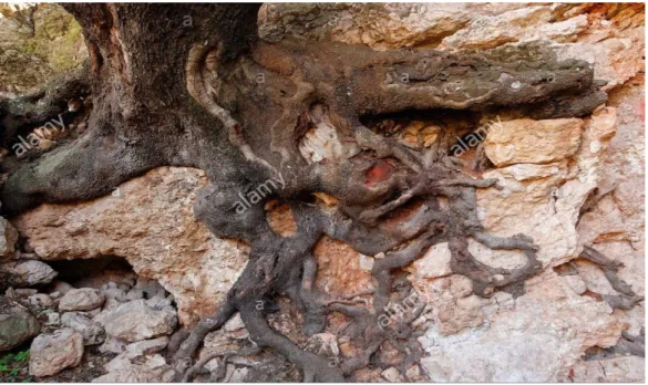 Fig. 13 : Photo représentant un arbre de pistachier de l’Atlas se développant sur un rocher  (ceci montre sa rusticité) (Hassi bahbah, Djelfa) 