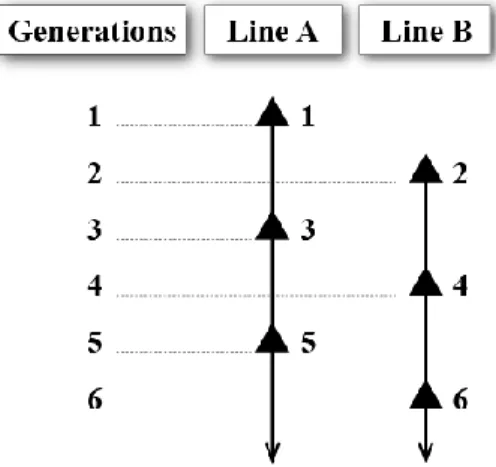 Figure 1 – Generation alternation between two filiation lines 